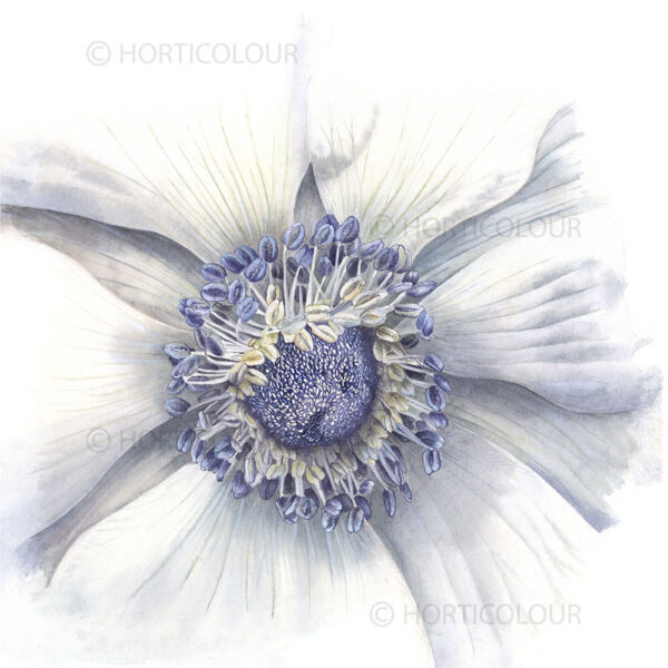 white anemone detail