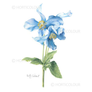 blue poppy