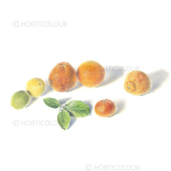 Citrus gathering