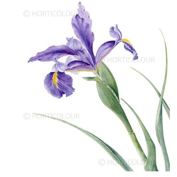 Dutch iris