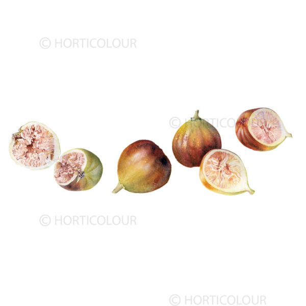 Fig fruit group