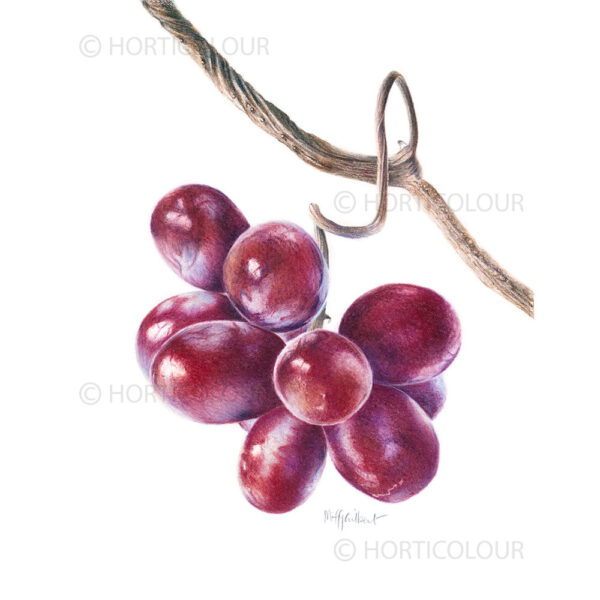 Grapes #1