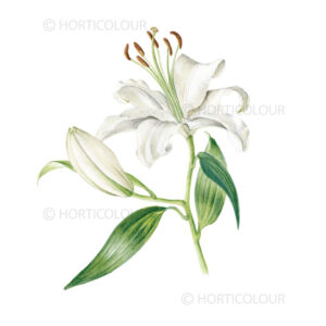 White oriental lily