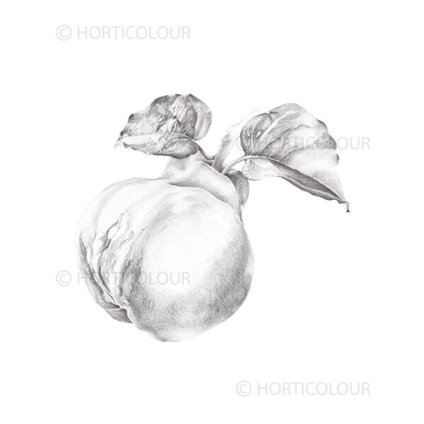 Quince in graphite #2