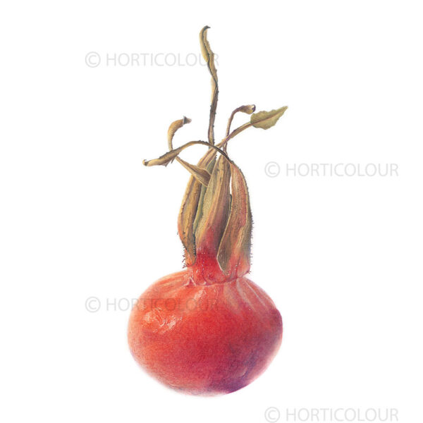 Rugosa Rose hip