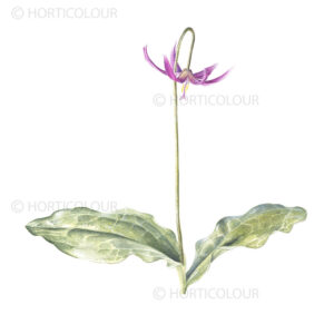 trout lily original water colour