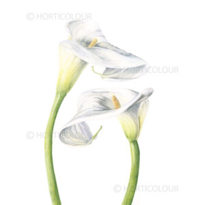 arum lily pair